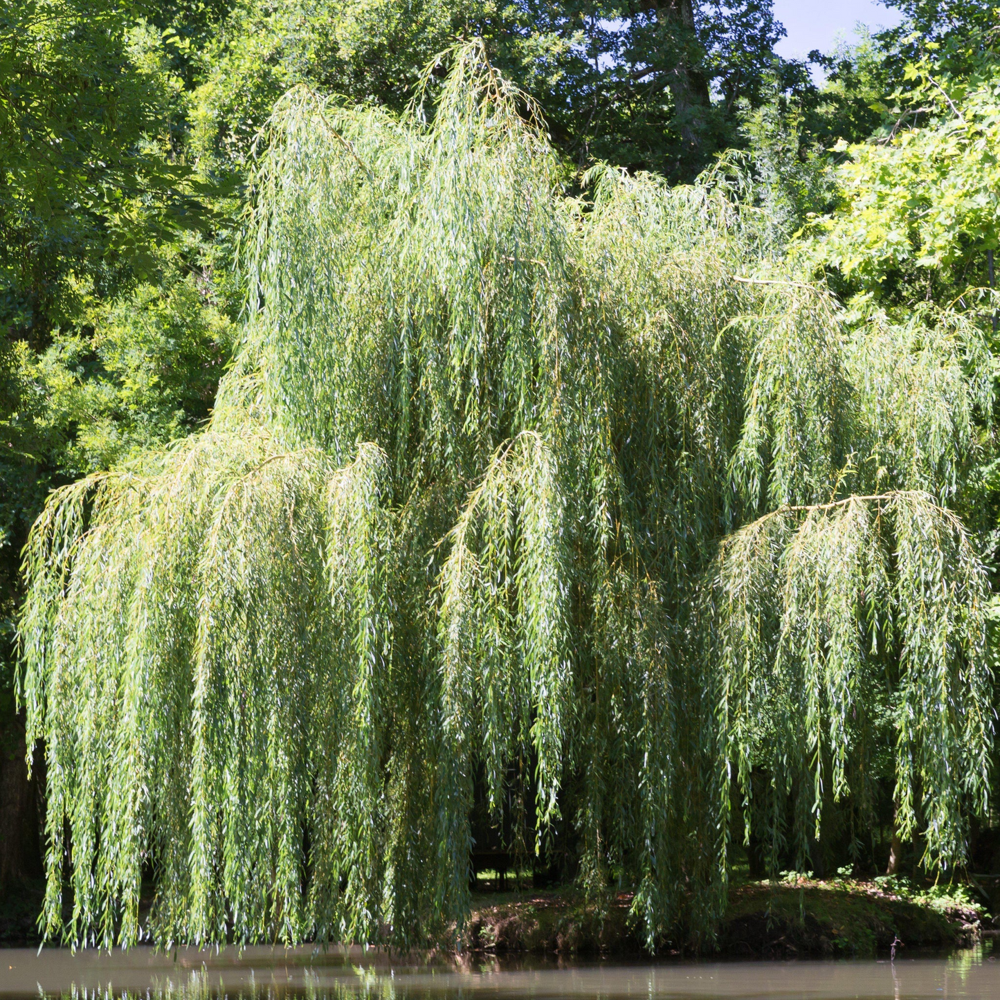 Weeping Willow Cutting - Salix babylonica - 14-24" Bare Root - Fast Growing Tree
