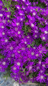12 Creeping Ice Plant Purple/Pink 4-7" Unrooted Cuttings, Ground Cover Succulent, Rare Delosperma, Easy to Grow, Vibrant Succulent Plants