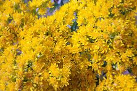 700 Oligoneuron Rigidum Stiff Goldenrod Seeds, Perennial Wildflower, Native, Yellow Blooms, Pollinator-Friendly, Garden, Landscape Plant