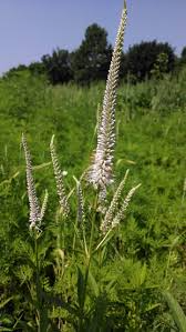 2800 Seeds Veronicastrum Virginicum Culver's Root, Perennial Plant, Native, Flowering, Pollinator-Friendly, Garden, Landscape
