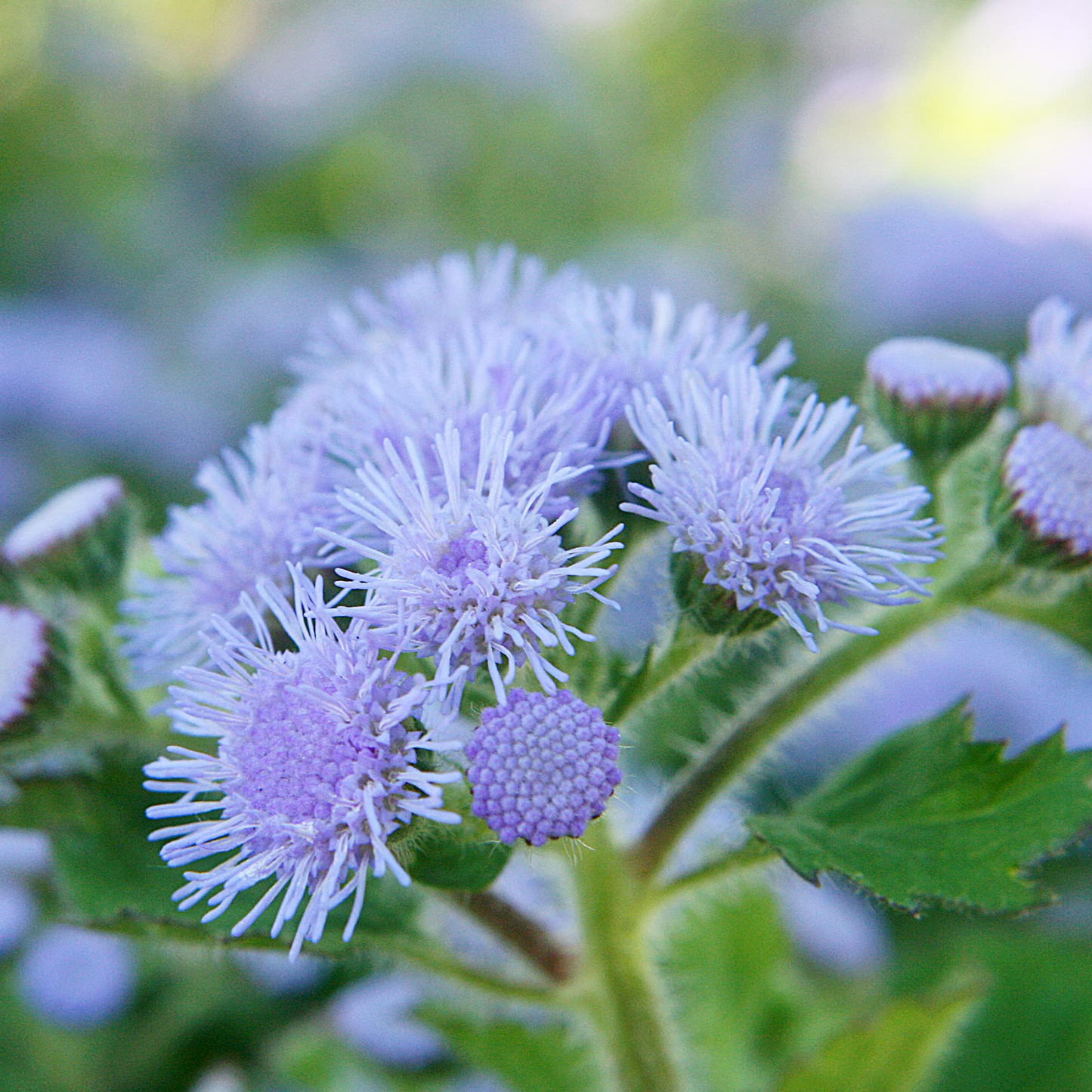50 Blue Planet Flossflower Seeds | Ageratum houstonianum | Non-GMO Annual for Borders, Beds & Containers | Soft Blue Blooms
