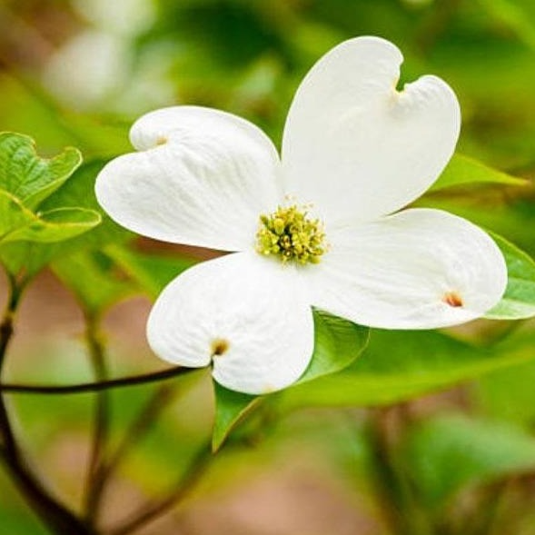 1 White Dogwood Tree - Cornus florida | 12–24” Live Bare Root | Native Flowering Tree with Spring Blooms for Landscapes