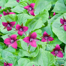 5 Purple Trillium Plants - Bare Root Trillium erectum | Native Shade Wildflower | Perennial for Woodland Gardens