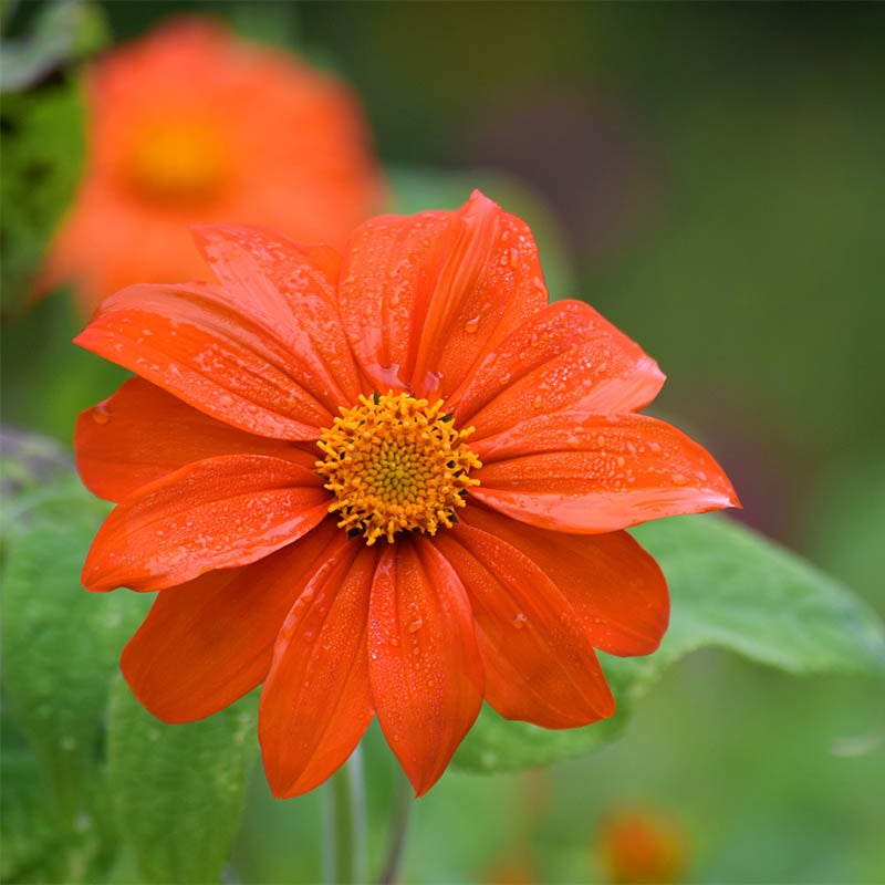 75 Mexican Sunflower Seeds | Tithonia rotundifolia | Non-GMO Orange Blooms That Attract Butterflies & Hummingbirds | Easy Annual