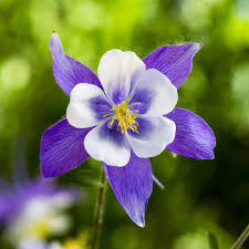 100 Blue Columbine Seeds | Aquilegia coerulea | Colorado State Flower | Non-GMO Perennial for Pollinator & Wildflower Gardens