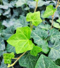 12 English Ivy Cuttings - Live Plant - Hardy & Easy to Grow - Roots Included - Indoor/Outdoor - Low Maintenance - Fast Growing