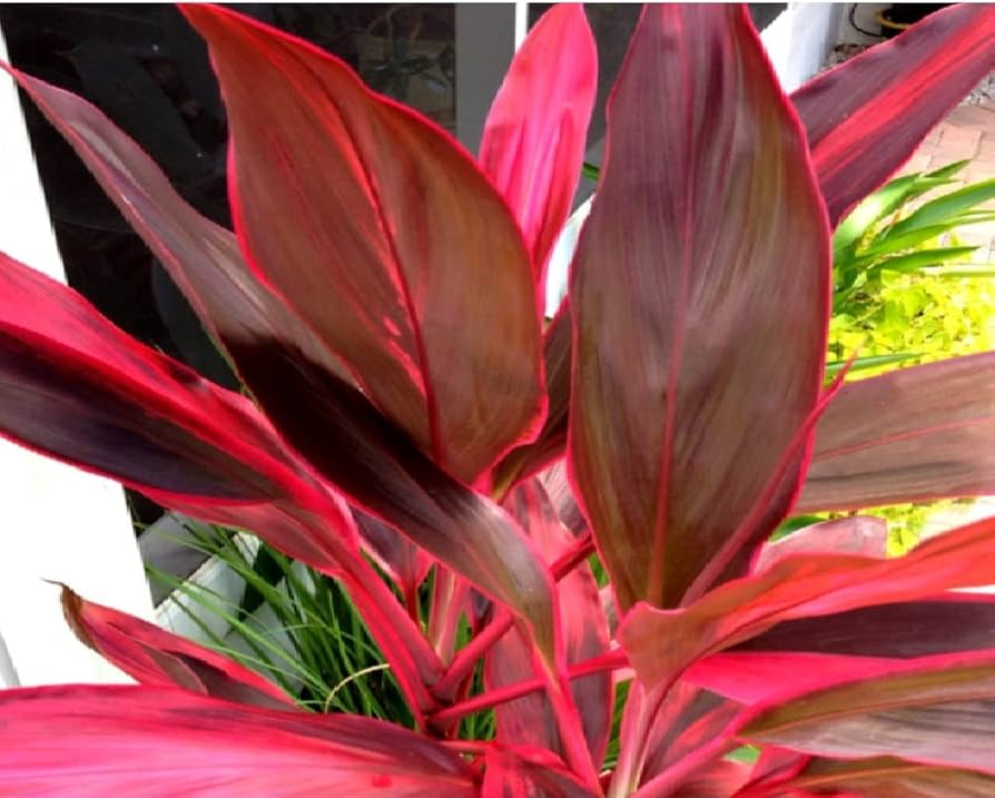 3 Hawaiian Dark Red/Green Hybrid Ti Leaf Fresh Cuttings 6" Starter Logs - Cordyline Fruticosa, Tropical Plant