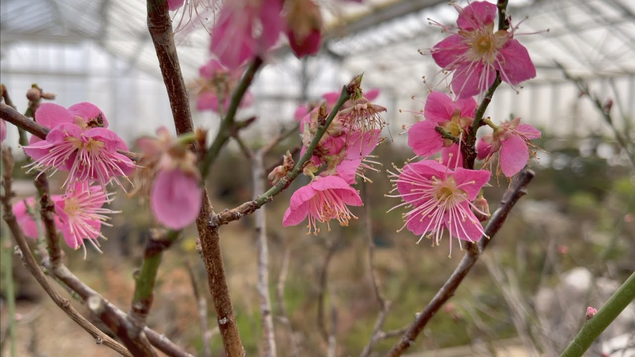Pink Japanese Flowering Apricot, Prunus mume 'Rosebud', Bonsai Starter Plant, Fragrant Semi-Double Blooms, 2.2" Pot