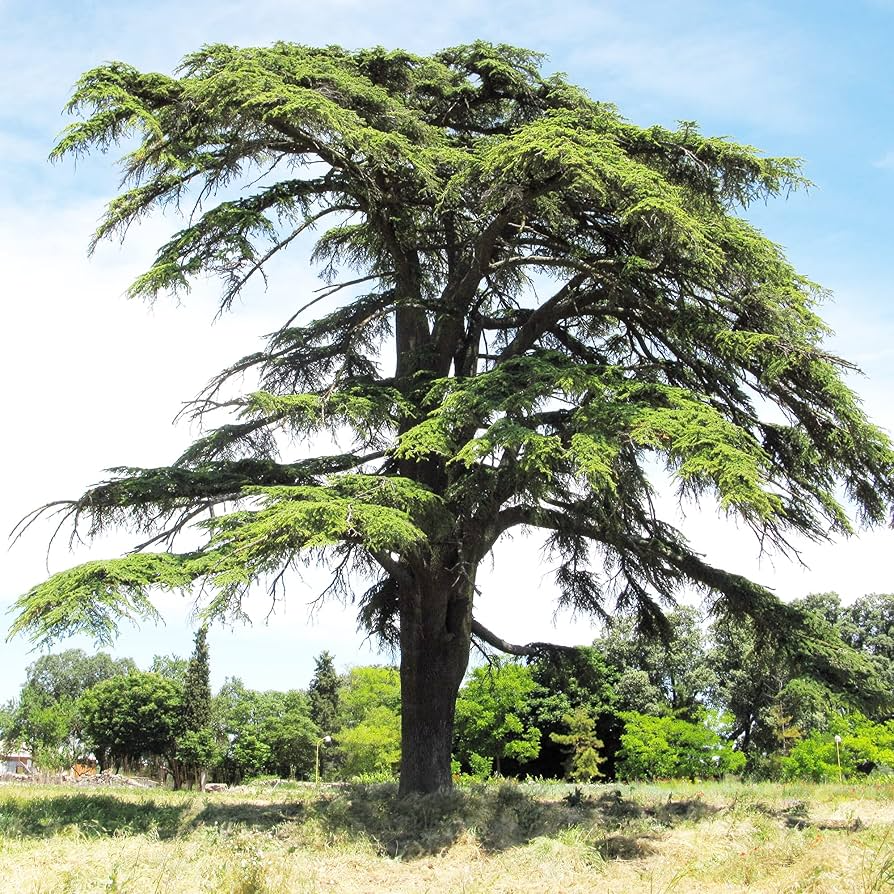 5 Seeds Cedrus Libani (Lebanon Cedar) for Planting - Evergreen Conifer Tree, Drought-Tolerant, Mediterranean Tree, Landscape & Garden Use