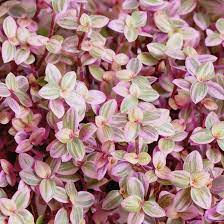 15 Tiny Pretty Pink Tradescantia Unrooted Cuttings | Spiderwort, Tradescantia pallida, Easy to Root, Decorative Pink Indoor Plant