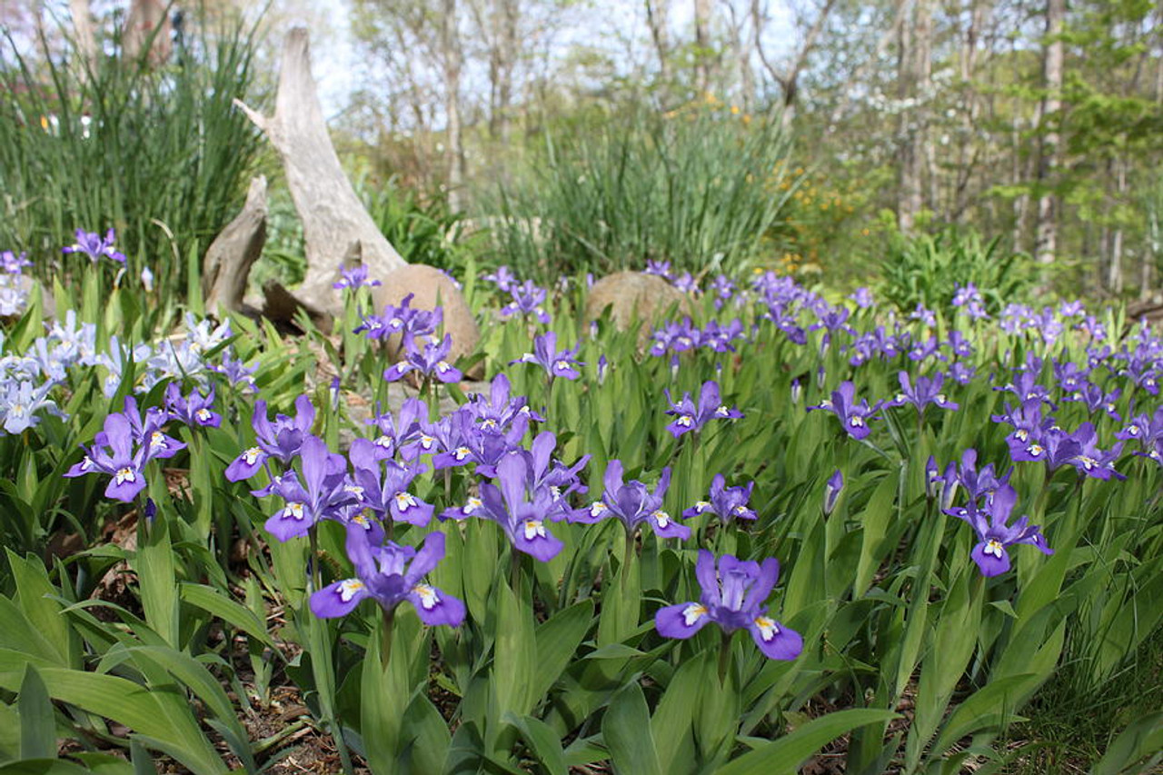 10 Crested Dwarf Iris Plants - Iris cristata | Bare Root Wildflower | Native Perennial for Shade & Woodland Gardens