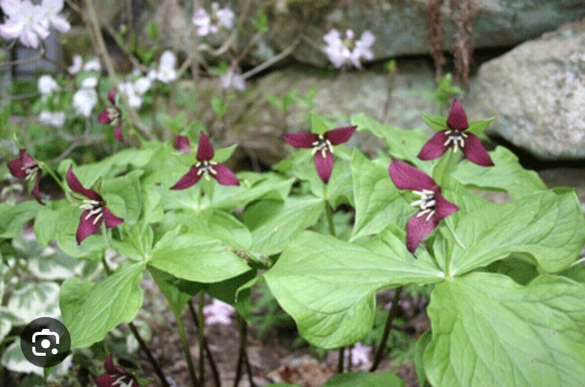 3 Purple Trillium Plants - Bare Root Trillium erectum | Shade-Loving Perennial Wildflower | Woodland Garden Favorite