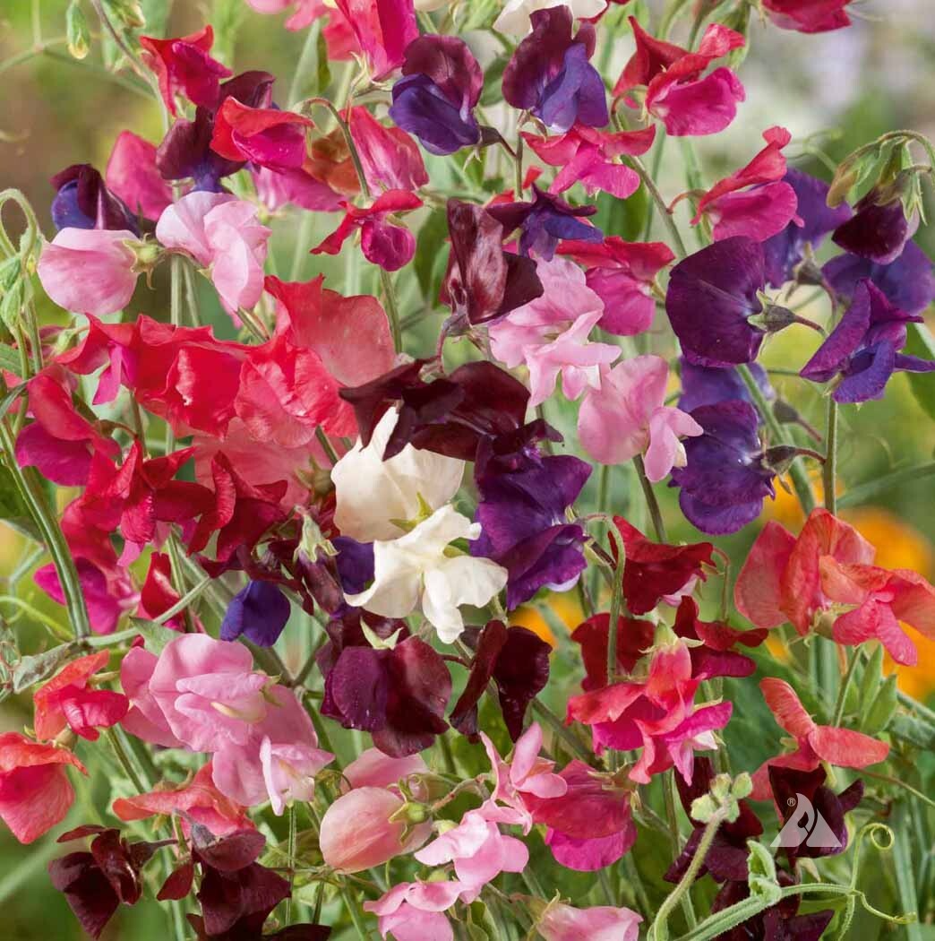 50+ Purple Mix Sweet Pea Seeds – Fragrant Purple-Toned Blooms for Garden Planting, Climbing Vines for Trellises & Bouquets – USA