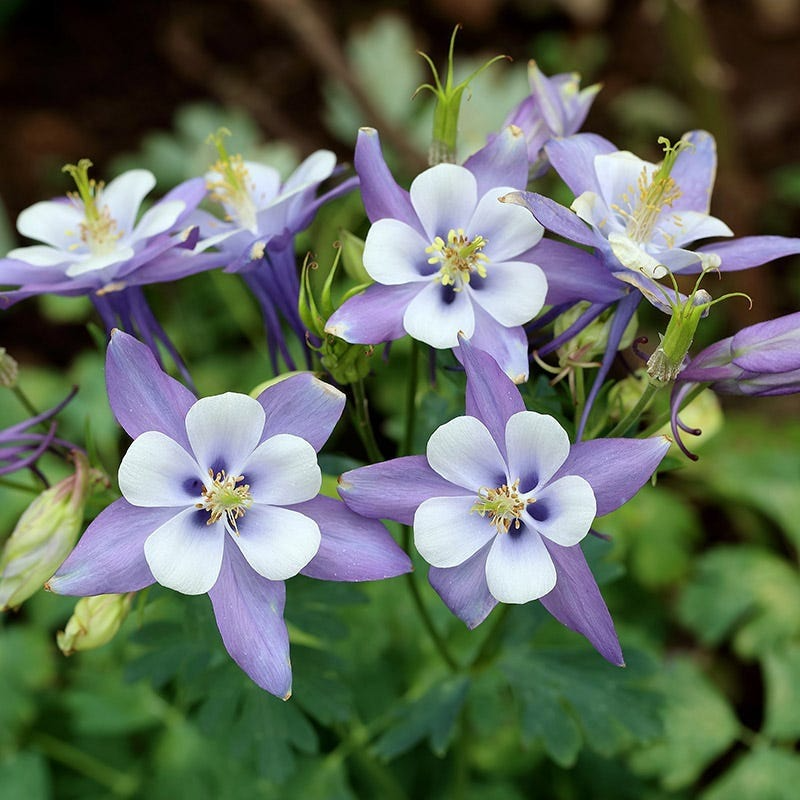 500+ Blue Colorado Columbine Seeds | Aquilegia caerulea | Non-GMO Perennial Wildflower for Pollinator Gardens & Rocky Landscapes