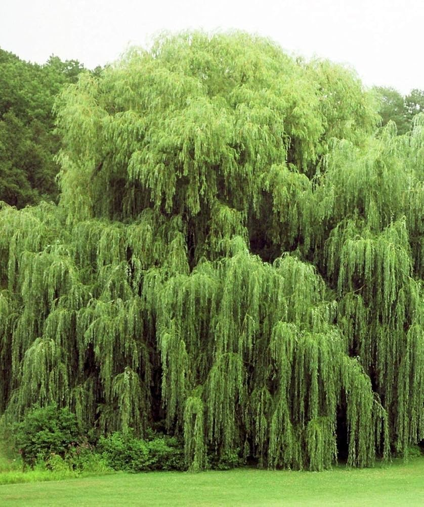 Gold Weeping Willow Cuttings - 5 Pack - Fast Growing Shade Tree - Bonsai or Landscape - Live Stake Propagation -
