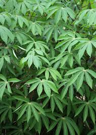 Manihot esculenta Cuttings - 7 Count - Sweet Cassava - Yuca Plant