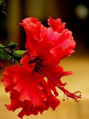 Red Chinese Rose (Hibiscus rosa-sinensis) - 5 Unrooted Cuttings