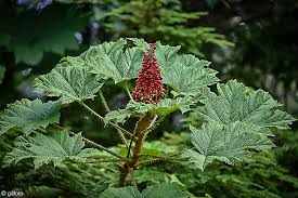 Oplopanax horridus Root - 1 Live Cutting - Devil's Club - Alaska Wild Harvested