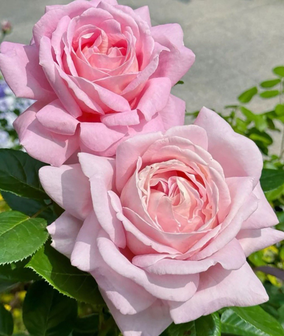 4 French Rose Unrooted Cuttings (Rosa) 6-8" - Premium Rose Bush Propagation - Perfect for Growing Your Own Rose Garden, Rooting & Planting