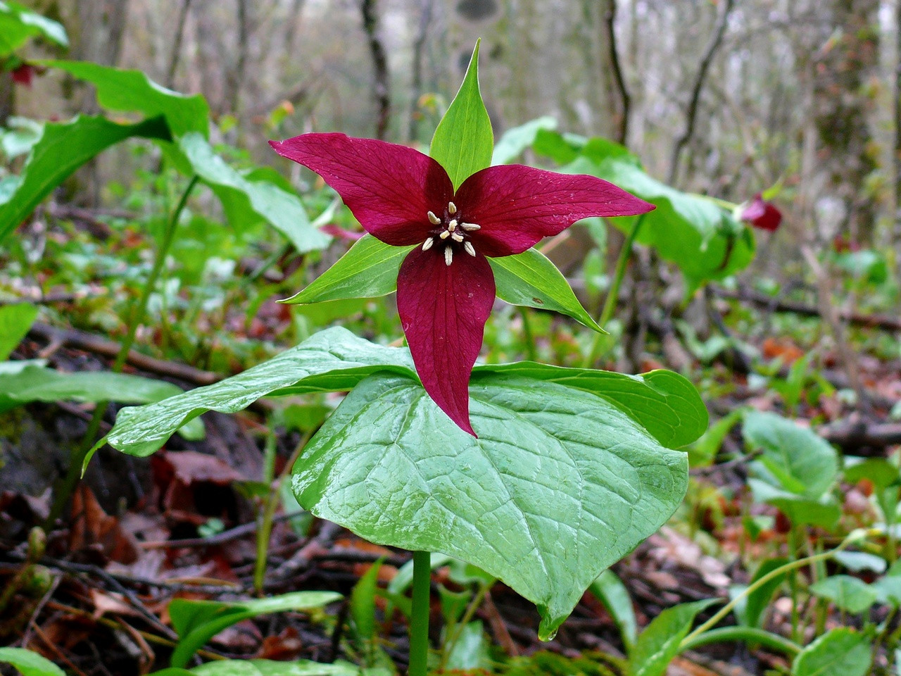 3 Red Trillium Plants - Bare Root Trillium erectum | Shade-Loving Perennial Wildflower | Woodland Garden Native