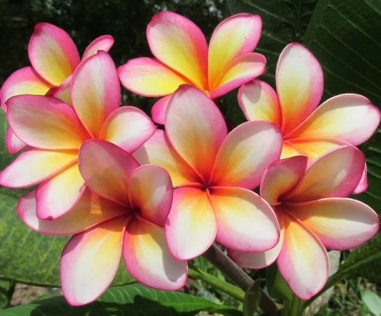 'Lei Rainbow' Plumeria Cuttings, 9-12 Inch Fresh Cuttings, Fragrant Tropical Plant, USDA Zones 10-12
