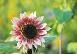 50 Strawberry Blonde Hybrid Sunflower Seeds - Rare Bicolor Blooms - Easy to Grow - Pollinator Friendly - Non-GMO