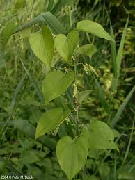 3 Wild Yam Plants - Bare Root Dioscorea | Perennial Organic Vine | Hardy Wildflower for Gardens & Natural Landscaping