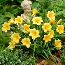 5 Stella D'Oro Daylily Plants - Bare Root Perennial | Mini Border Lily | Cold Hardy Yellow Blooms for Easy Landscaping