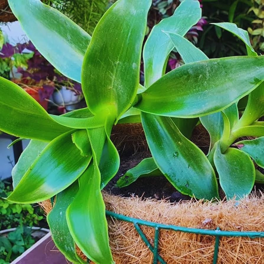 2 Callisia Fragrans / Home Ginseng Unrooted Plants - Unique Indoor Houseplant for Easy Care