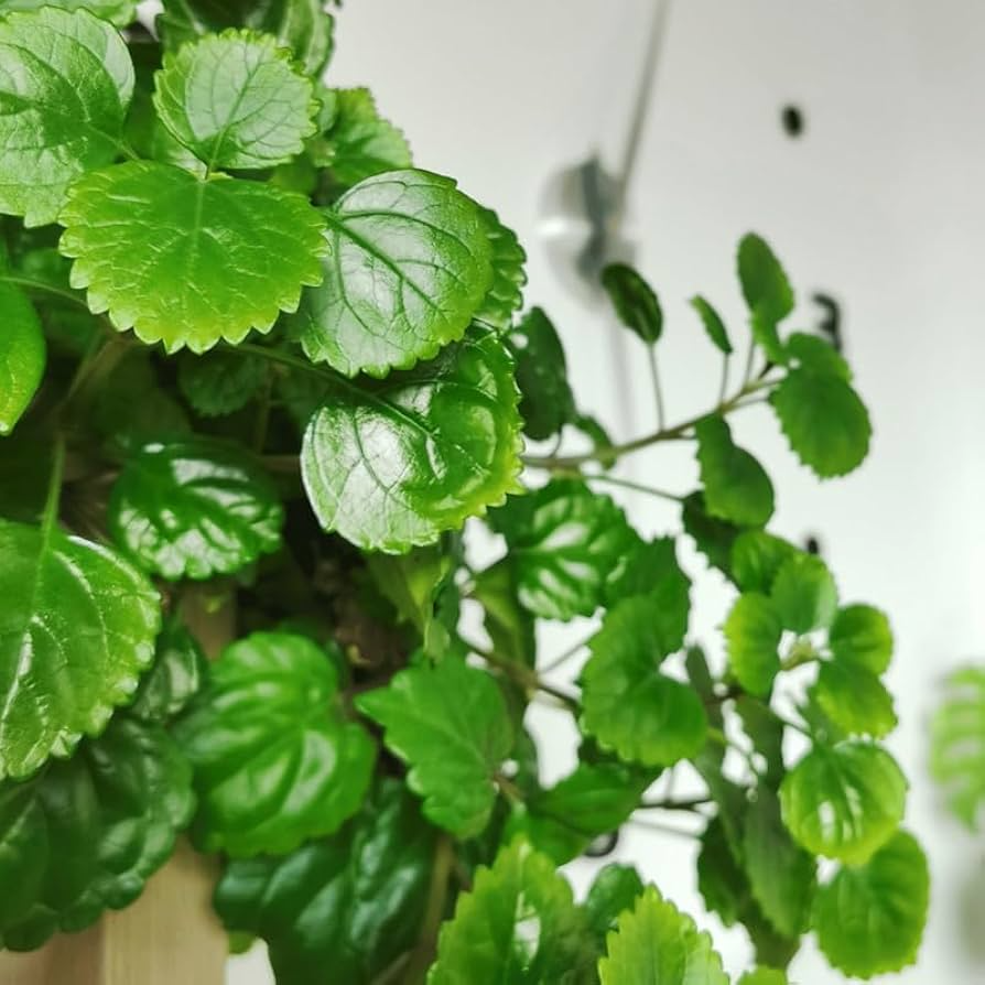 Plectranthus verticillatus Cuttings, 5 Stem Pieces, Swedish Ivy, Trailing Houseplant, USDA Zones 10-11
