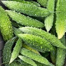 5 Seeds Gourd Bitter Futo Spindle – Hybrid (Momordica charantia) Non-GMO, Healthy Bitter Gourd for Planting, Gardening, & Fresh Harvests