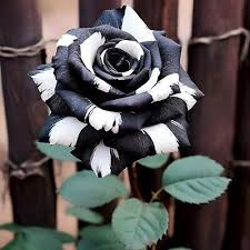 20 Rare Black & White Striped Rose Seeds - Unique Heirloom Variety - Striking Bicolor Blooms - Fragrant Perennial - Easy to Grow
