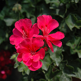 6 Hot Pink Pelargonium Peltatum Ivy Geranium Live Plant Cuttings 6" – Unrooted Geraniums for Hanging Baskets, Gardens, & Window Boxes