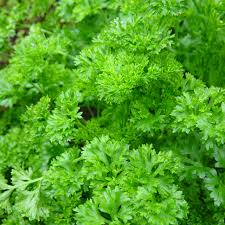 150+ Parsley Seeds to Grow | Petroselinum crispum | Popular Culinary Herb for Cooking, Garnishes & Herb Gardens | Non-GMO