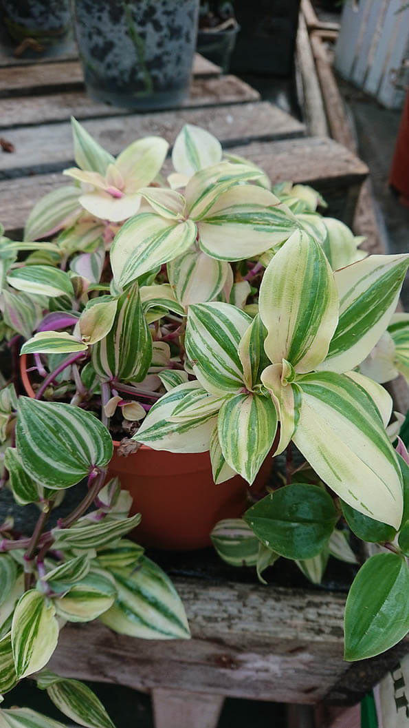 Tradescantia Green Cuttings - 10 Pcs, Fast-Growing Wandering Jew, Easy Houseplant, Water or Soil Propagation, Vibrant Trailing Vine