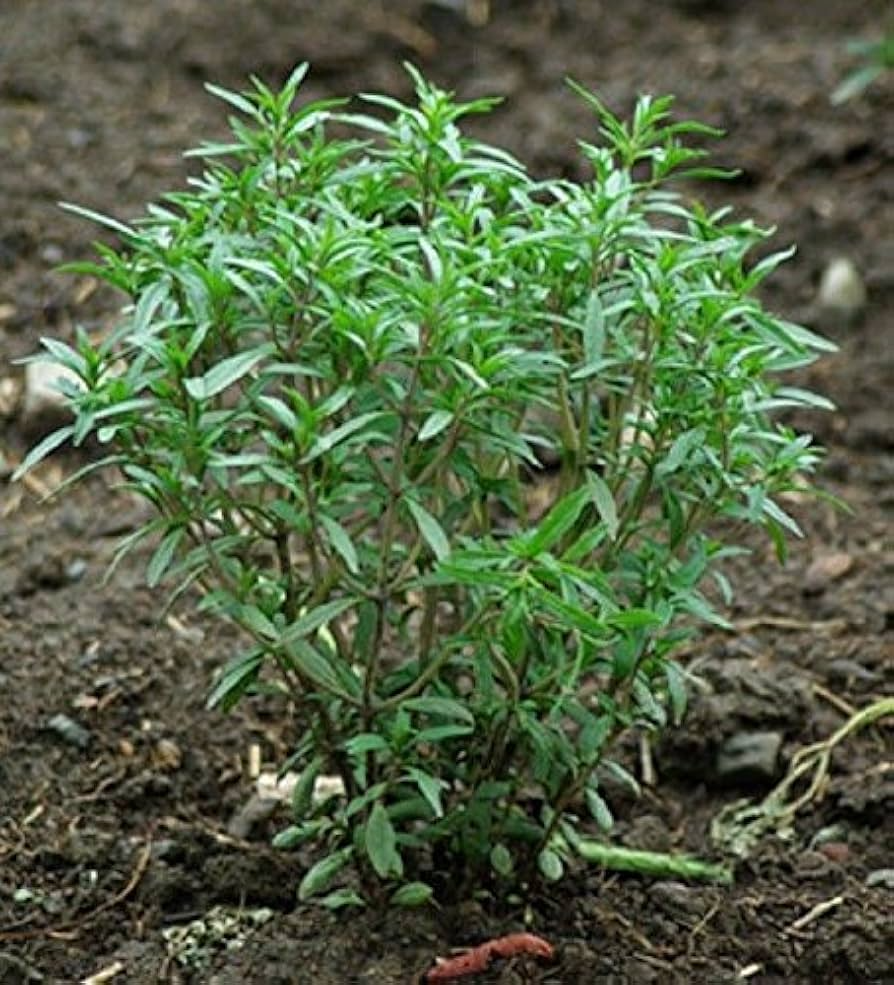 500 Summer Savory Seeds for Planting - Satureja hortensis - Fresh Herb for Cooking, Garden, Mediterranean Dishes, & Herbal Teas
