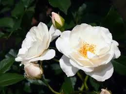 4 Iceberg Rose Unrooted Cuttings - Easy to Root, Rosa 'Iceberg', White Blooms, Perfect for Propagation, Garden or Landscape