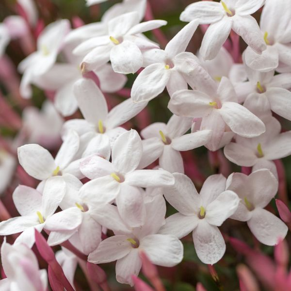 Pink Jasmine Cuttings - 4+ Unrooted Stems - Jasminum polyanthum - Fragrant Climbing Vine - USPS Shipping