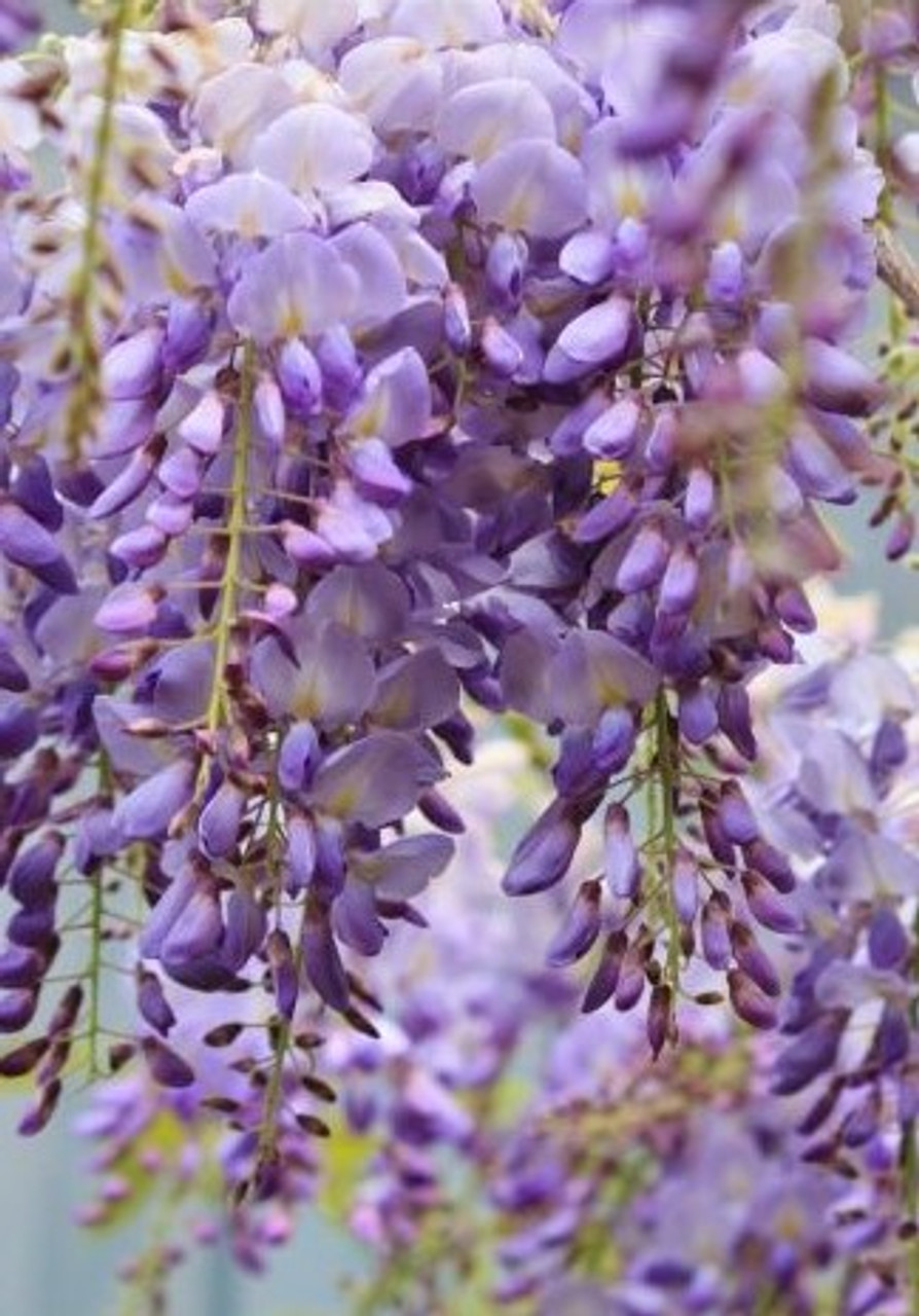 4 Wisteria Vines Blue Moon Fresh Unrooted Cuttings (Wisteria macrostachya) DIY Flowering Vine - Propagate Beautiful Blooms