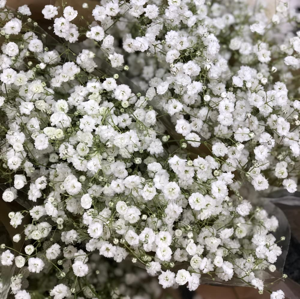 1,000 Baby’s Breath Seeds | Gypsophila elegans | Non-GMO Annual Flowers for Bouquets, Borders & Pollinator Gardens