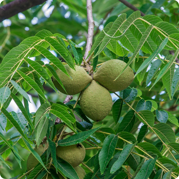 5 Black Walnut Seeds - Juglans Nigra | Hardy Perennial Nut Tree | Fast-Growing Shade Tree for Landscaping & Wildlife