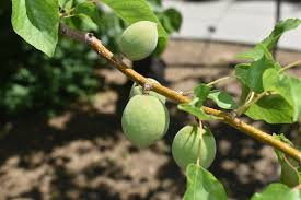 6 MOONGOLD APRICOT Scion Cuttings (Prunus armeniaca) Unrooted, Heirloom, Sweet Apricot Tree for Grafting or Rooting