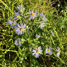 350 Symphyotrichum Puniceum Swamp Aster Seeds, Native Wildflower, Purple Flowers, Perennial, Pollinator-Friendly, Wetland Garden, Landscape