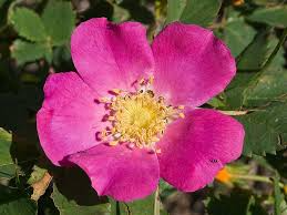 30 Woods Rose Seeds | Rosa woodsii | Grow Wild Rose Bushes from Non-GMO Seeds | Native Pink Shrub for Naturalized Landscapes