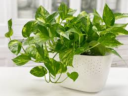 Golden Pothos Rooted Cuttings | 6 Indoor/Outdoor Plants | Bare Root | Live Houseplant for Soil or Water Growing