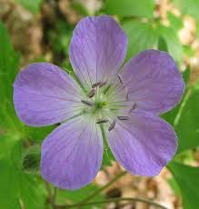 5 Cranesbill Wild Geranium Plants - Bare Root Geranium maculatum | Native Perennial Wildflower | Pollinator-Friendly Shade Plant