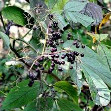 5 American Elderberry Plants - Sambucus canadensis | Fully Rooted Live Perennial Shrubs for Gardens, Wildlife, and Edible Landscaping