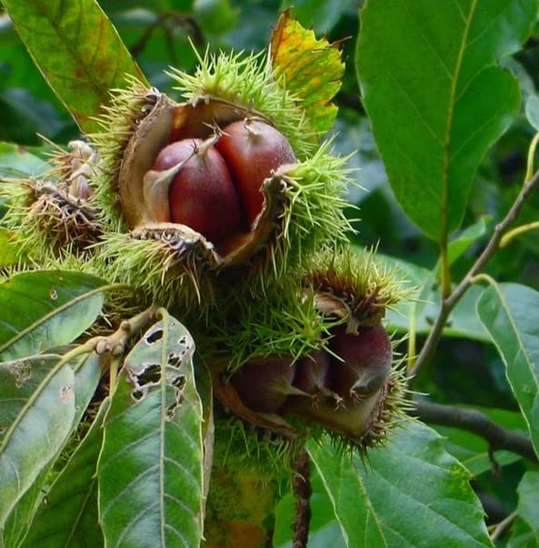 20 Dunstan Chestnut Seeds - Hybrid American-Chinese | Castanea dentata x mollissima | Edible Nut Tree Seeds for Planting