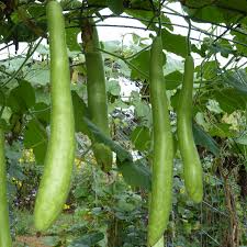 10 Seeds Snake Gourd (Lagenaria siceraria) – Edible, Long, Non-GMO, Heirloom, Easy to Grow, Perfect for Cooking, Unique Garden Vegetable