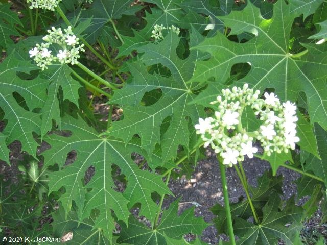 12 Chaya Cuttings Deep Lobed Unrooted 6-8” Long – Edible, Fast-Growing Organic Plant